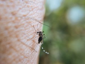 Mosquito Control in Broken Arrow