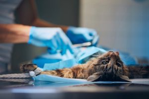 cat receiving emergency vet care from statvet