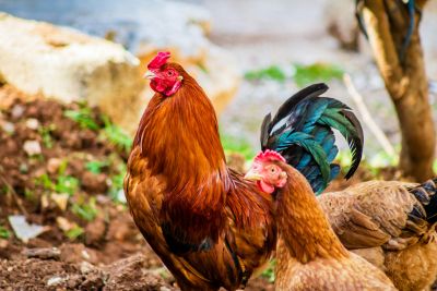 Supplier of Contented Hen Eggs