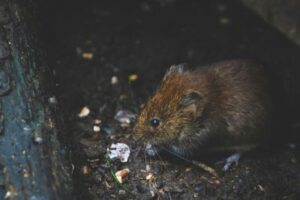 Palm Beach pest control company